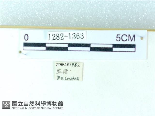 粉蝶燈蛾藏品圖，第3張