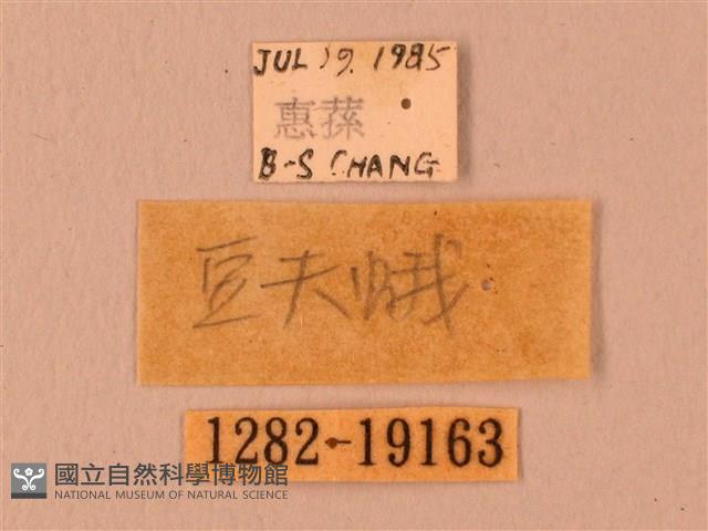 波紋豆天蛾藏品圖，第3張