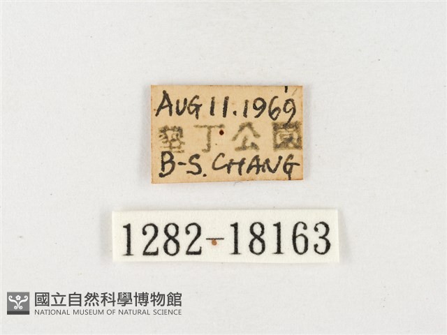 島嶼黃蝶、江崎黃蝶藏品圖，第3張