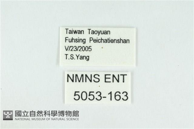 夸父璀灰蝶藏品圖，第3張