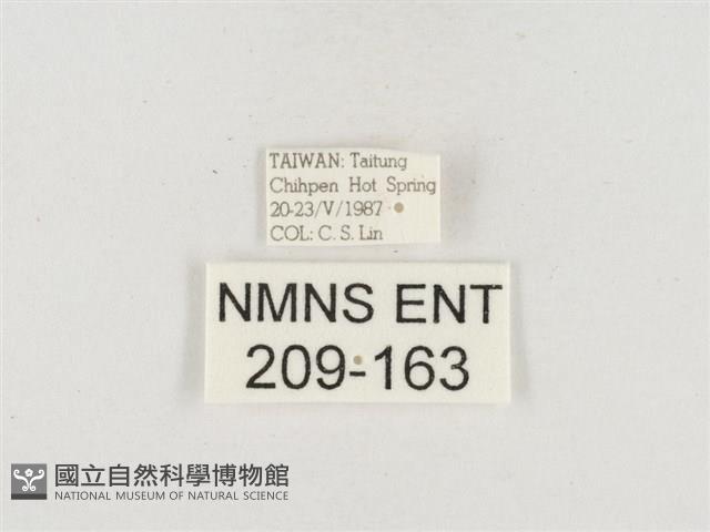 小白紋毒蛾藏品圖，第3張