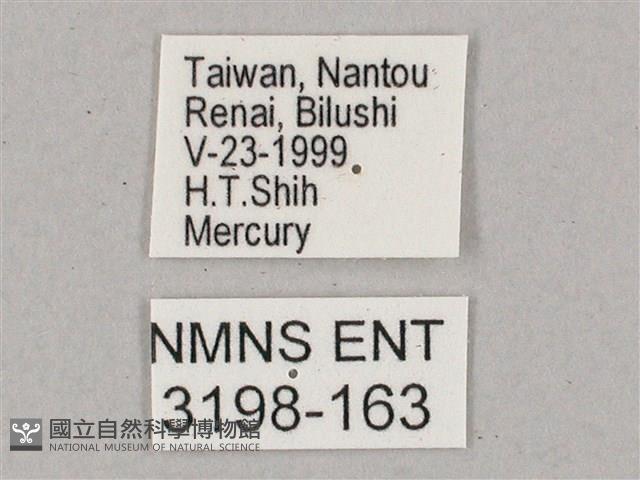 盾天蛾藏品圖，第3張