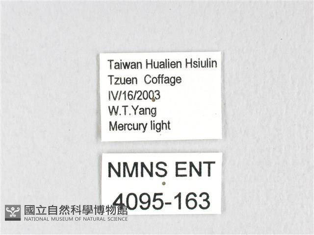 銀肩枯葉蛾藏品圖，第3張