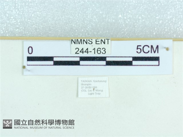 粉蝶燈蛾藏品圖，第3張