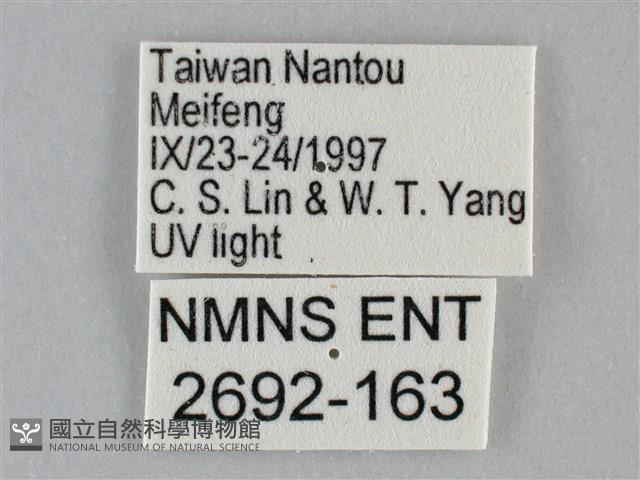 扭擬燈蛾藏品圖，第3張