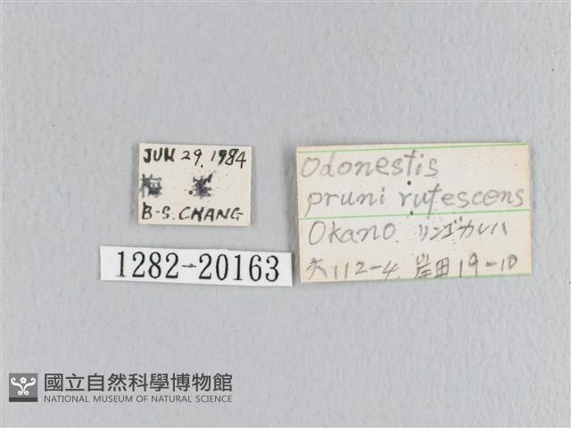 蘋毛蟲藏品圖，第3張