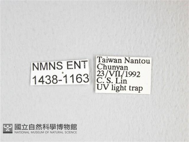 圓翅大鉤蛾藏品圖，第3張