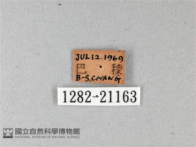 綠弄蝶藏品圖，第3張