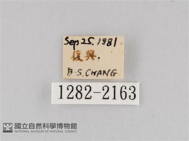 長斑擬燈蛾藏品圖，第3張