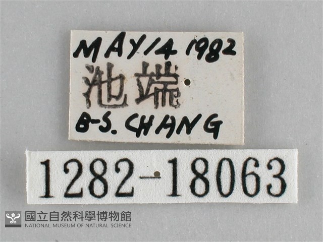 臺灣環蛺蝶藏品圖，第3張