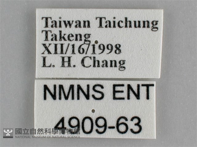 白豔粉蝶藏品圖，第3張