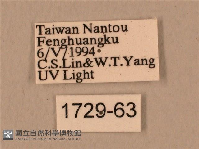 背中白天蛾藏品圖，第3張