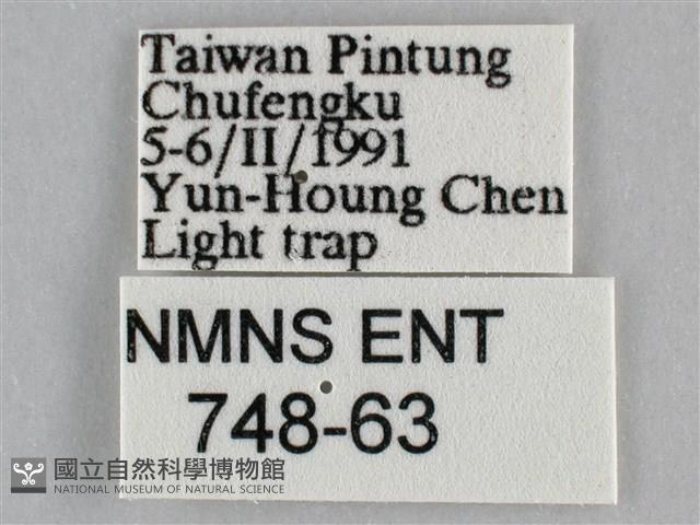 一點擬燈蛾藏品圖，第3張