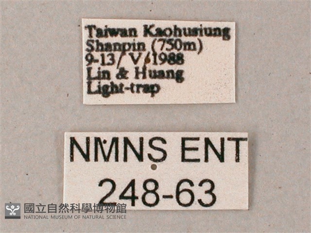 藏斜紋天蛾藏品圖，第3張