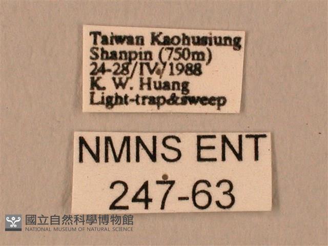 臀角斑天蛾藏品圖，第3張