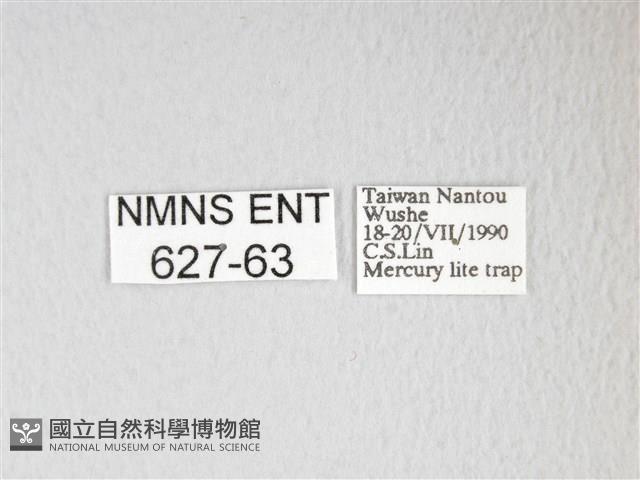 黃豹天蠶蛾藏品圖，第3張