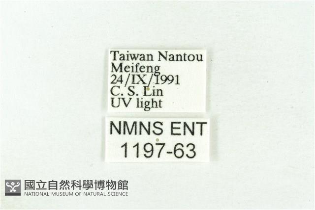 樹形尺蛾藏品圖，第3張