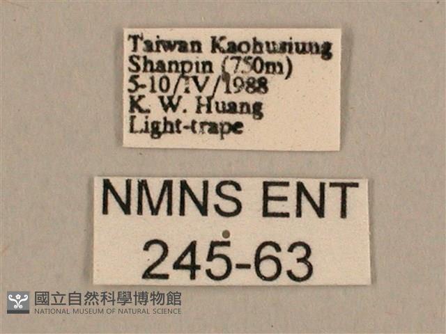 背線天蛾藏品圖，第3張