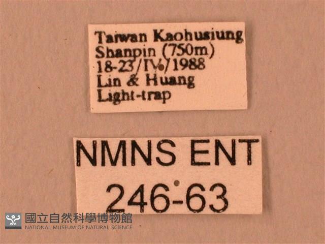 波紋豆天蛾藏品圖，第3張