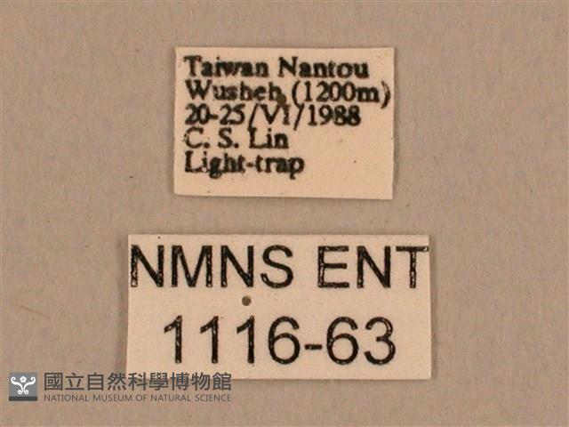 背線天蛾藏品圖，第3張