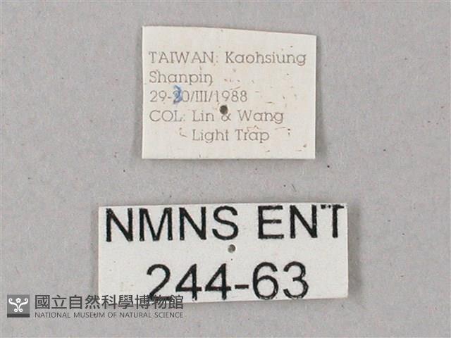 臺灣缺角天蛾藏品圖，第3張