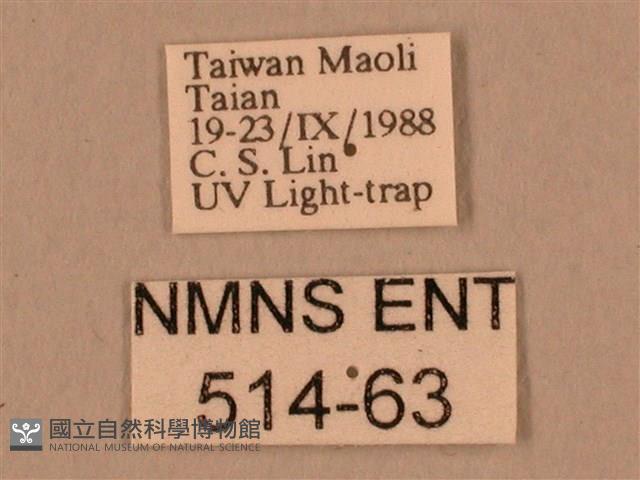 棕綠背線天蛾藏品圖，第3張