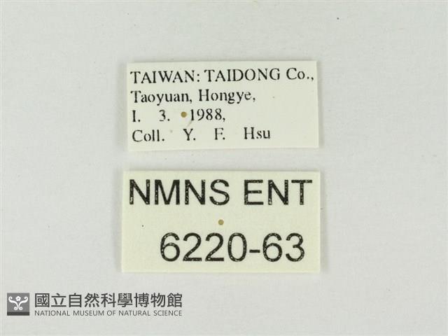 小紫灰蝶藏品圖，第3張