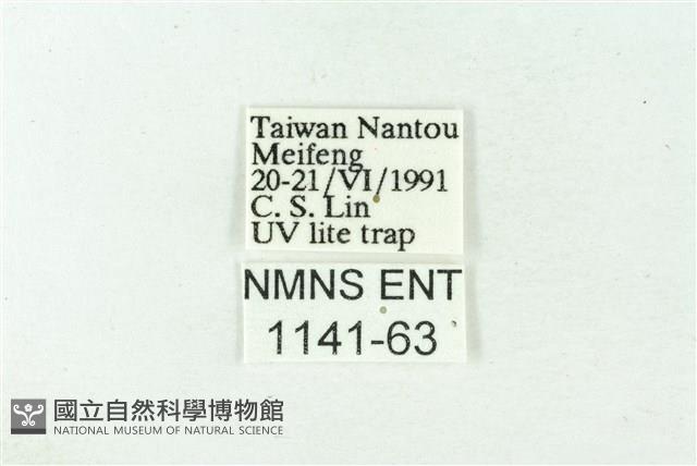 赭新污燈蛾藏品圖，第3張