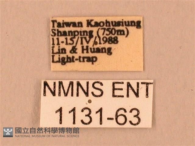 臺灣鋸翅天蛾藏品圖，第3張