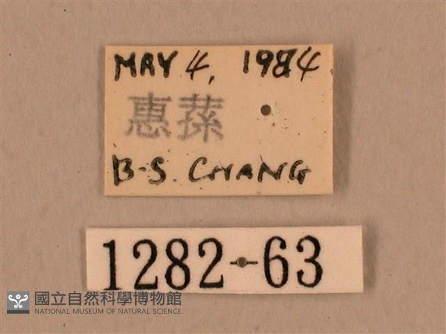 臺灣鷹翅天蛾藏品圖，第3張