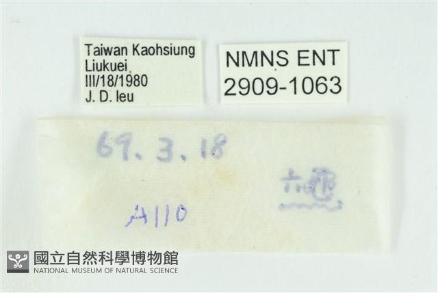 臺灣玄灰蝶藏品圖，第3張