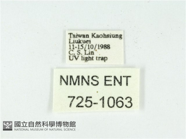 叉紋閃舞蛾藏品圖，第3張