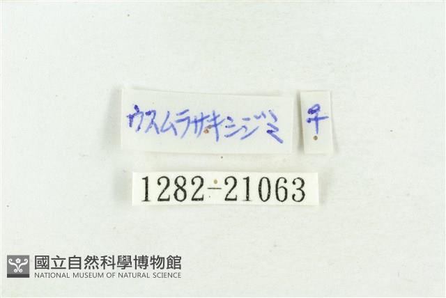 堇彩燕灰蝶藏品圖，第3張