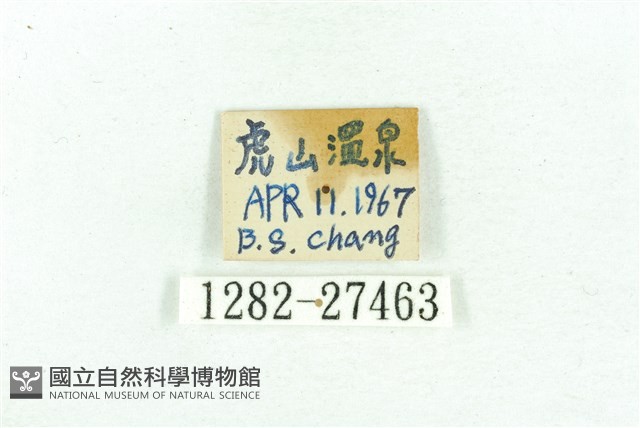 乳白斑燈蛾藏品圖，第3張