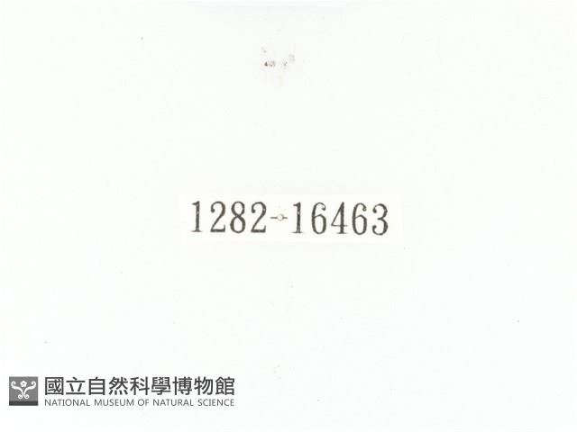 斑翅四齒金龜藏品圖，第2張