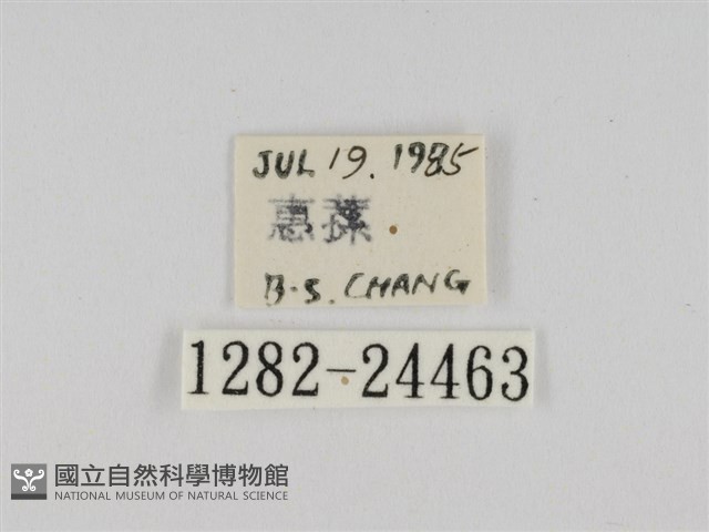 線紋篩蛾藏品圖，第3張