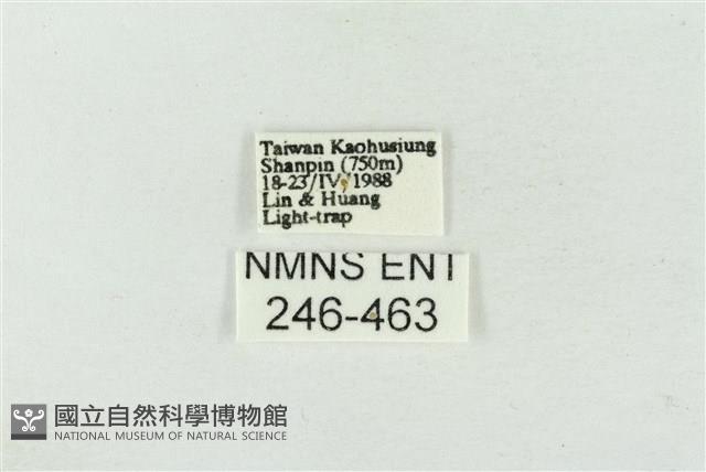 連珠波紋蛾藏品圖，第3張