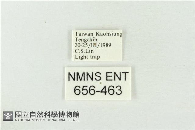 連珠波紋蛾藏品圖，第3張