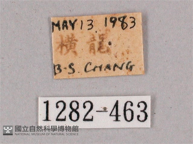 細斜紋霜天蛾藏品圖，第3張