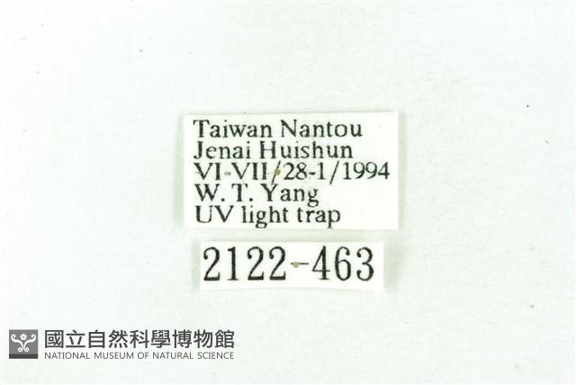 臺雪苔蛾藏品圖，第3張