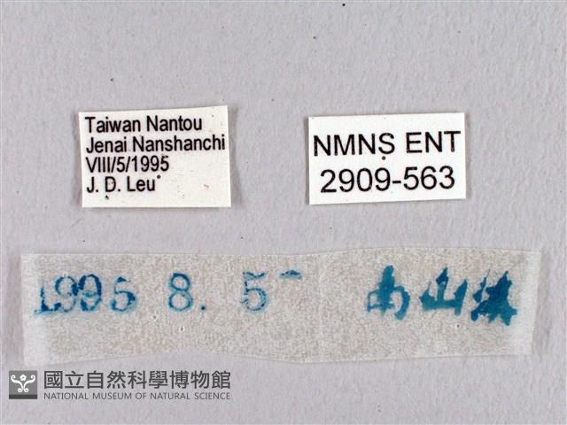 臺灣瑟弄蝶藏品圖，第3張