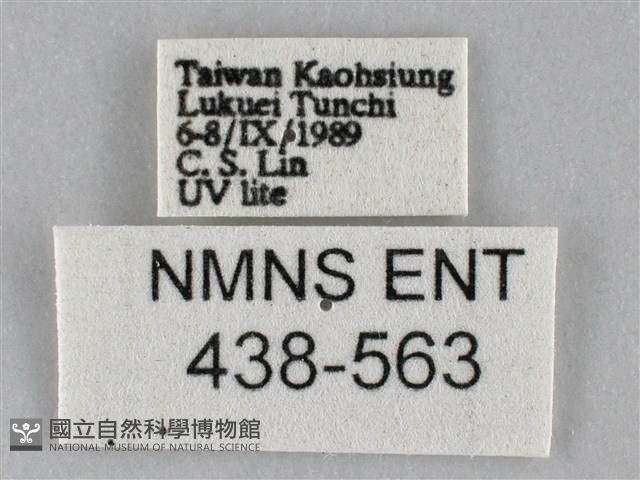 斜紋夜盜蛾藏品圖，第3張