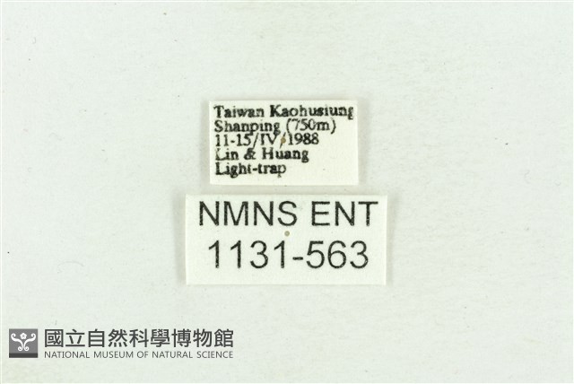 臺灣斑蕊夜蛾藏品圖，第3張