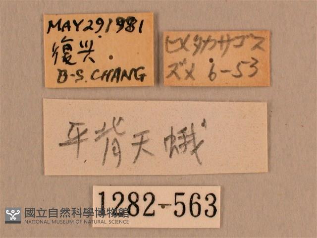 背線天蛾藏品圖，第3張