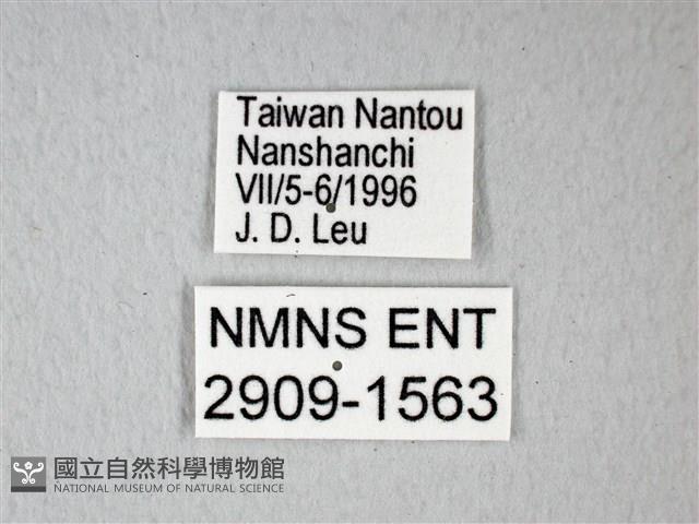 橙端粉蝶、端紅蝶藏品圖，第3張