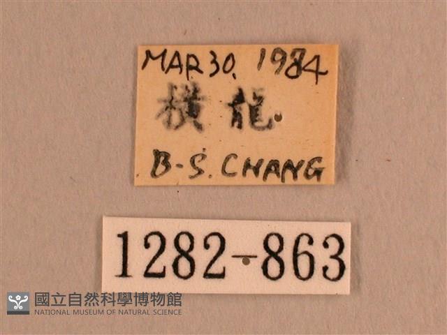 背線天蛾藏品圖，第3張