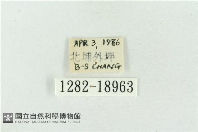 臺洒波紋蛾藏品圖，第3張