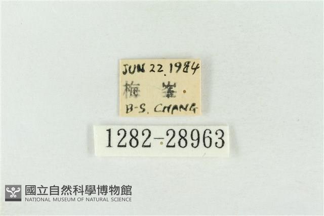 連珠波紋蛾藏品圖，第3張