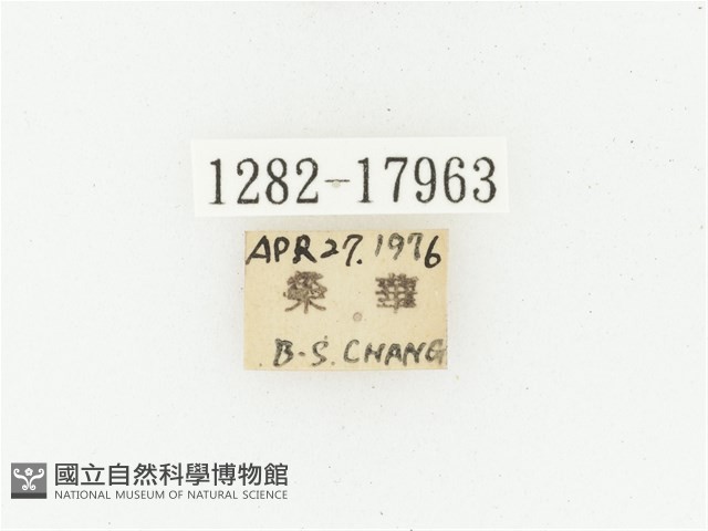 血紅虎斑花金龜藏品圖，第2張