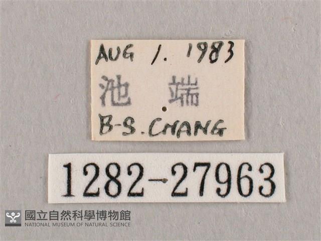 銀斑黃鉤蛾藏品圖，第3張